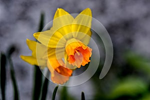 Yellow Jonquil Flower Duo