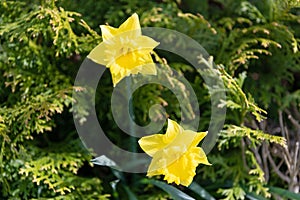 yellow jonquil flower in spring nature on natural background