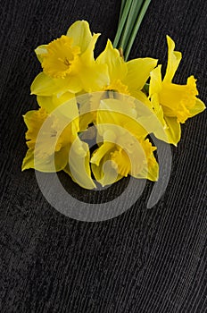 Yellow jonquil flowers