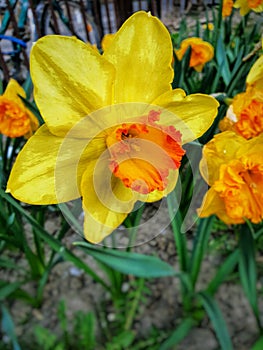 A yellow jonquil in the garden