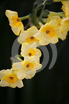 Yellow Jonquils In Springtime