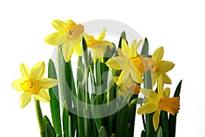 Yellow jonquils in a white background