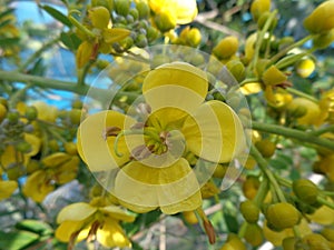 Yellow jowar Siamese senna flower with natural background