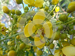 Yellow jowar Siamese senna flower with natural background