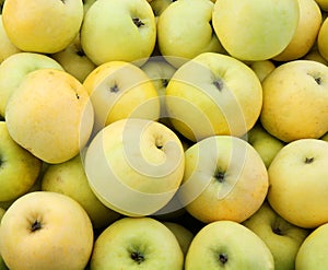 Yellow juicy fresh apples