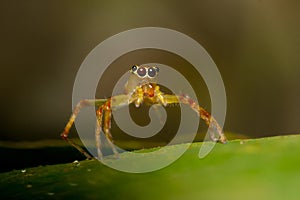 Yellow jumper spider
