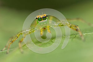 Yellow jumping spider portrait
