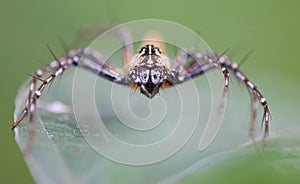 Yellow jumping spider portrait genus Hamadruas, Thailand