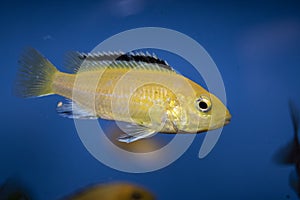 Yellow juvenile fish, cichlid Labidochromis