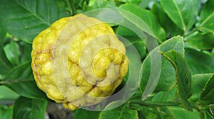 Yellow Kaffir Lime or Jeruk Purut Tropical Fruit