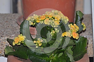 Yellow kalanchoe blossfeldiana, flaming katy, christmas kalanchoe, Madagascar widow thrill pot plant