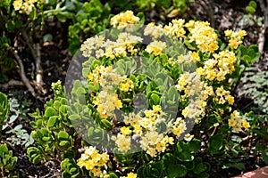 Yellow Kalanchoe blossfeldiana flower