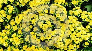 Yellow Kalanchoe blossfeldiana flower in the garden