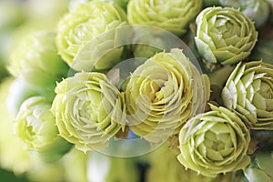 Yellow Kalanchoe Close Up