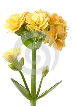 Yellow kalanchoe flowers macro flower