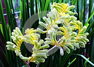 Yellow Kangaroo Paw (Australian Wildflower - Anigozanthos pulche