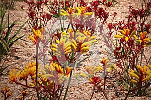Yellow kangaroo paw flower, Anigozanthos flavidus, endemic to Western Australia