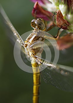 Yellow Keeled Skimmer Dragonfly