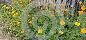 Yellow Kenikir Flowers Bloom in the Yard of the House