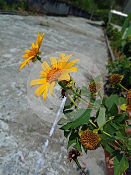 Yellow ki pait indonesian herb