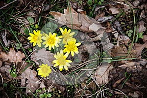 Yellow kingcup flower