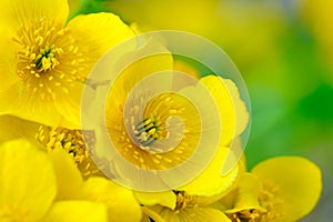 Yellow Kingcup (Marsh Marigold or Caltha Palustris) Flowers Macro photo