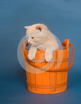 Yellow kitten in a bucket