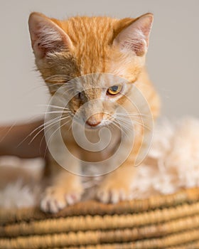 Yellow kitten with healed injury in basket