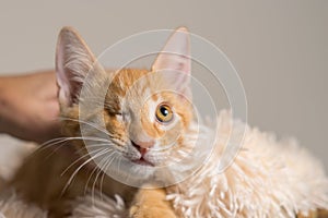 Yellow kitten with healed injury to eye looking up