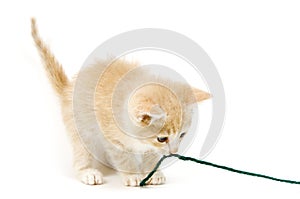 Yellow kitten pulling on yarn on white background