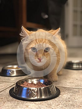 Yellow Kitten sitting at food bowl of bowl, looking at viewer