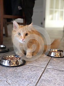 Yellow Kitten sitting at food bowl of bowl, looking at viewer