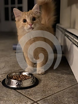 Yellow Kitten sitting at food bowl of bowl, looking at viewer