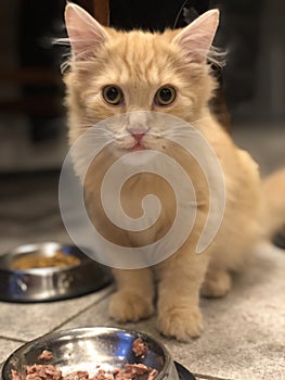 Yellow Kitten sitting at food bowl of bowl, looking at viewer