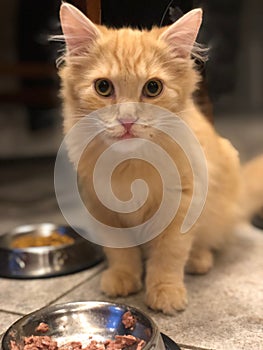 Yellow Kitten sitting at food bowl od bowl