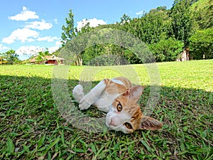 Yellow Kitten photo