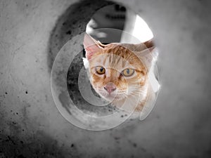 Yellow Kitty Looks Through a Big Hole