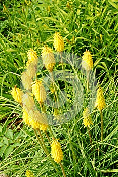 Yellow kniphofia photo