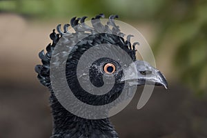 Yellow-knobbed Curassow (Crax daubentoni) _MG_8888