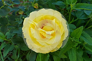 Yellow knockout rose