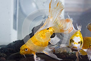 Yellow koi fish