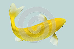 Yellow Koi Fish