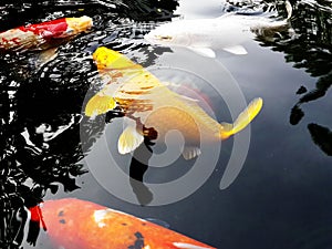 Yellow Koi Fish