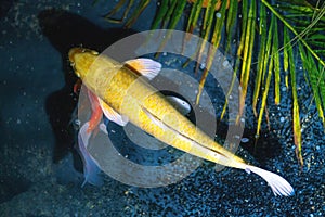 Yellow Koi Fish