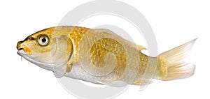Yellow Koi ogon- Cyprinus carpio