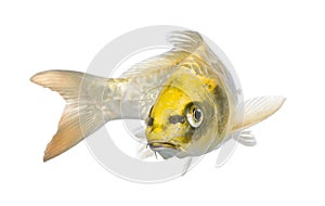 Yellow Koi ogon- Cyprinus carpio