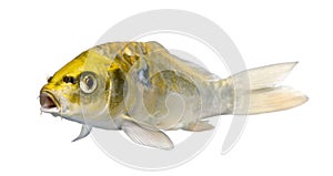 Yellow Koi ogon- Cyprinus carpio
