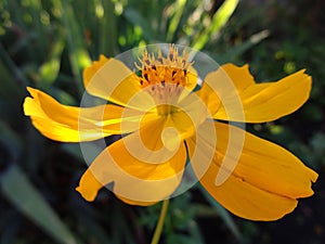 Yellow Kosmeya flower closeup on a green background