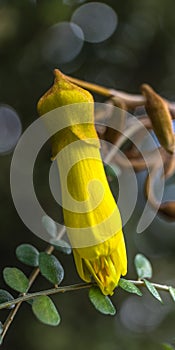 Yellow Kowhai flower close up on native New Zealand NZ tree