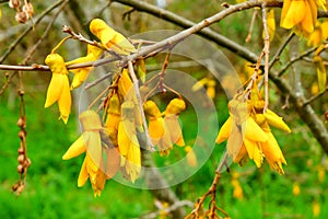 Yellow kowhai flowers deep in color
